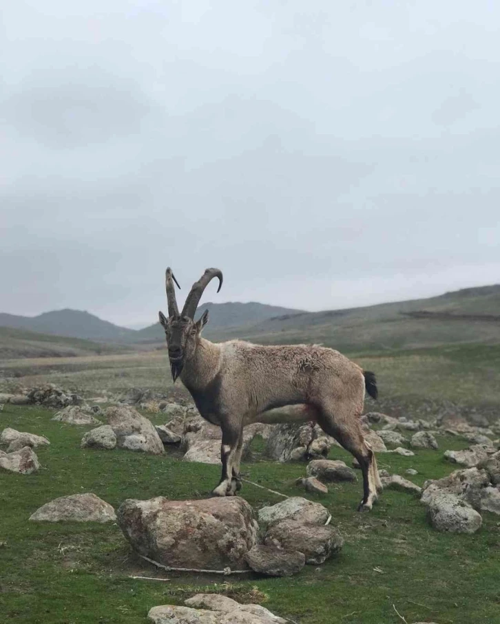 Yaralı dağ keçisi tedavi altına alındı
