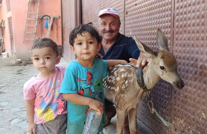 Yaralı halde bulduğu yavru geyiğe bebek gibi baktı
