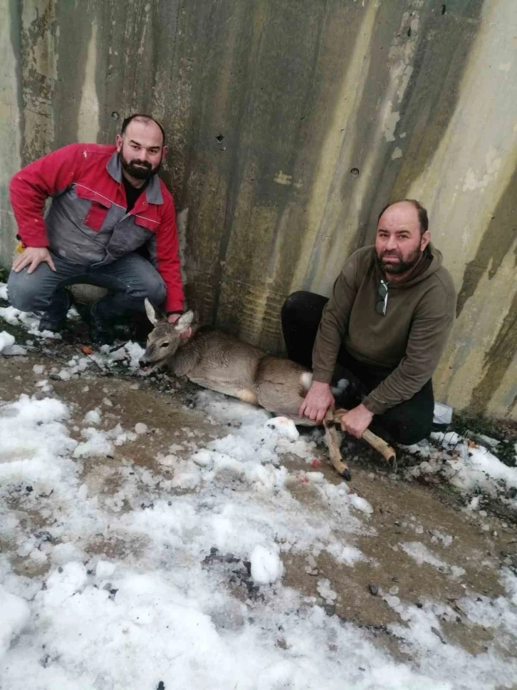 Yaralı halde bulunan karaca koruma altına alındı
