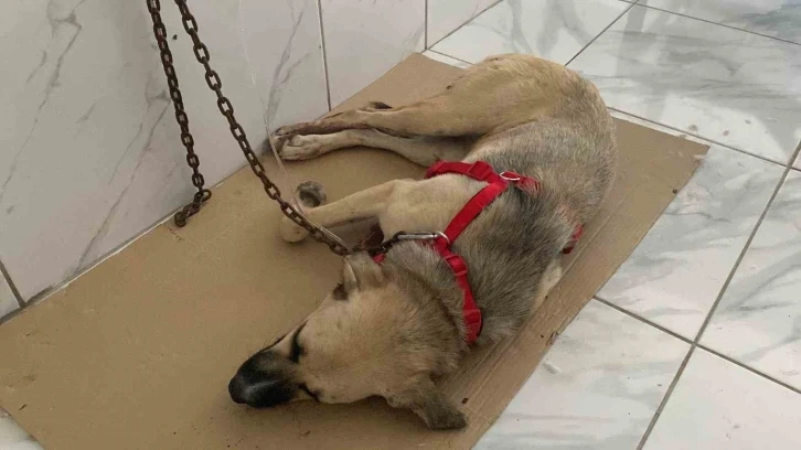 Yaralı halde bulunan sokak köpeğinin röntgen görüntüsü şoke etti
