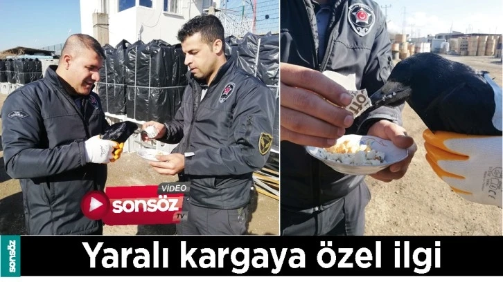 YARALI KARGAYA ÖZEL İLGİ