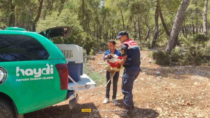 Yaralı köpeğe jandarmadan yardım eli
