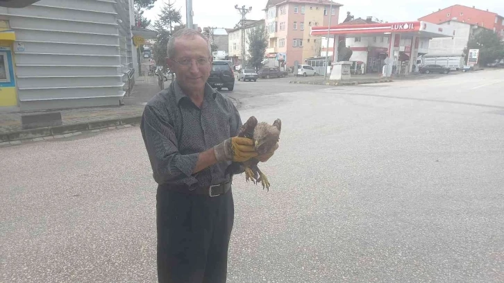 Yaralı şahin, yolcu servisiyle DKMP ekiplerine gönderildi
