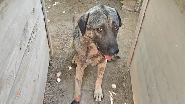 Yaralı sokak köpeğinin sağ ön patisi ampude edildi