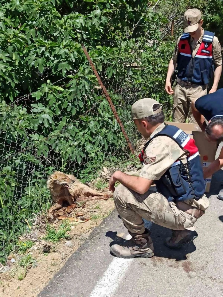 Yaralı tilki jandarma tarafından kurtarıldı
