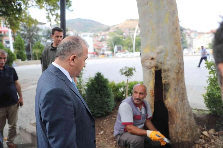 Yarım asırlık çınar bakıma alındı
