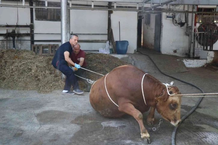 Yarım tonluk kurbanlığı iki kişi saniyeler için bu yöntemle bakın nasıl yatırdı
