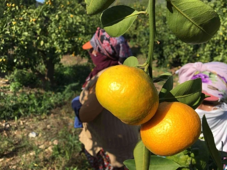 Yaş meyve sebze sektöründen Asya çıkarması
