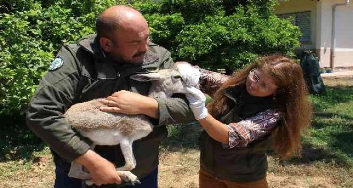 Yaşadığı bölgeden 450 kilometre uzakta bulundu