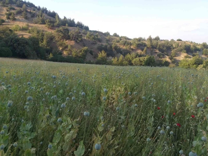 Yasadışı ekilen 160 bin kök haşhaş ele geçirildi
