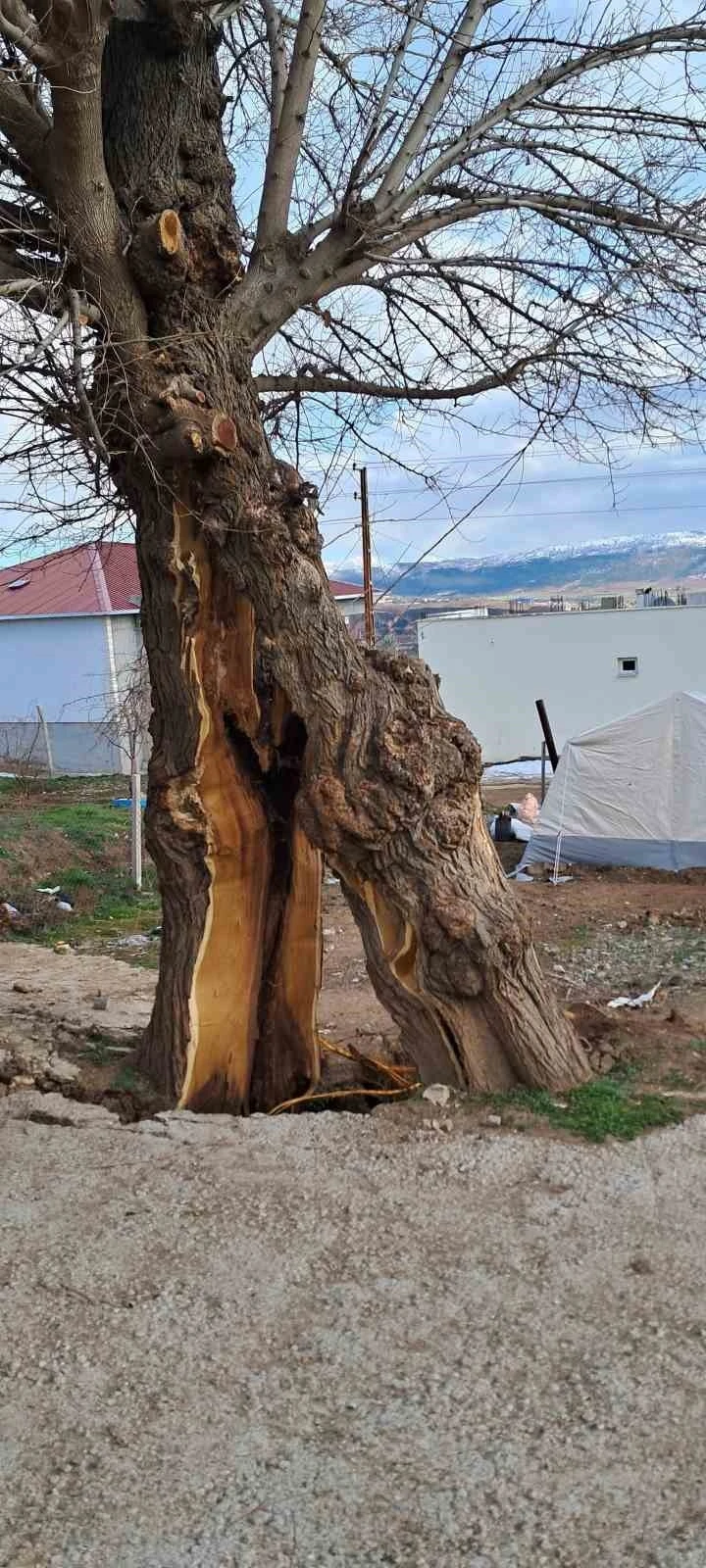 Yaşanan depremde ağaç ikiye bölündü
