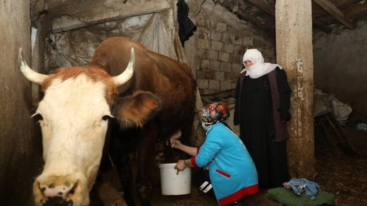 Yaşlı çiftin ineklerini Vefa Ekipleri sağdı