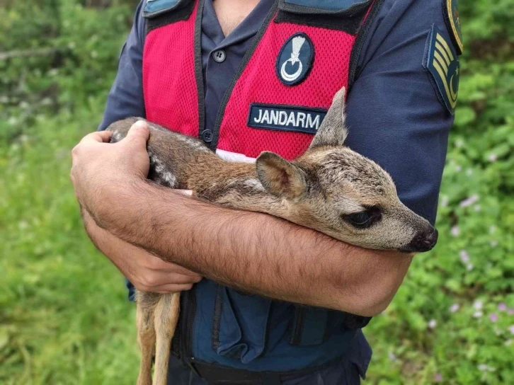 Yavru karacaya jandarma koruması
