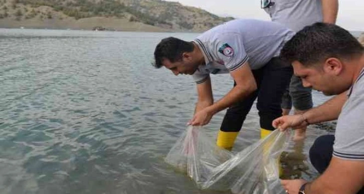 Yavru sazan balıklar su ile buluştu