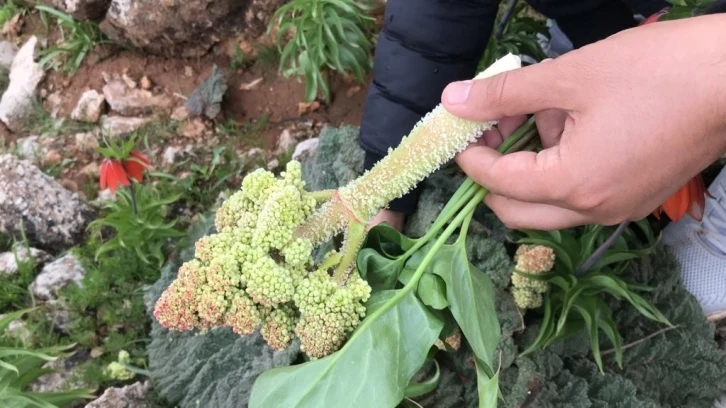 Yayla muzu olarak tabir edilen ışkın bitkisi için 2 bin rakıma tırmanıyorlar
