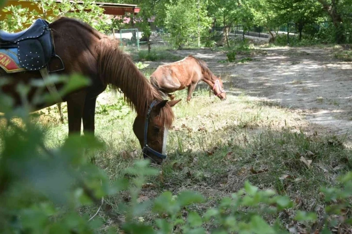 Yayla turizminin yeni adresi yeni sezona hazır
