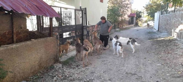 Yaylalar boşalınca aç kalan hayvanları muhtar doyurdu
