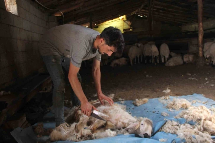 Yaylalarda koyun kırkma zamanı
