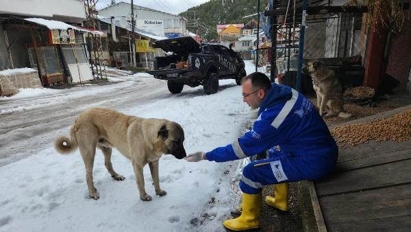 Yemek artıkları Amanoslar'da hayvanlara yiyecek oluyor