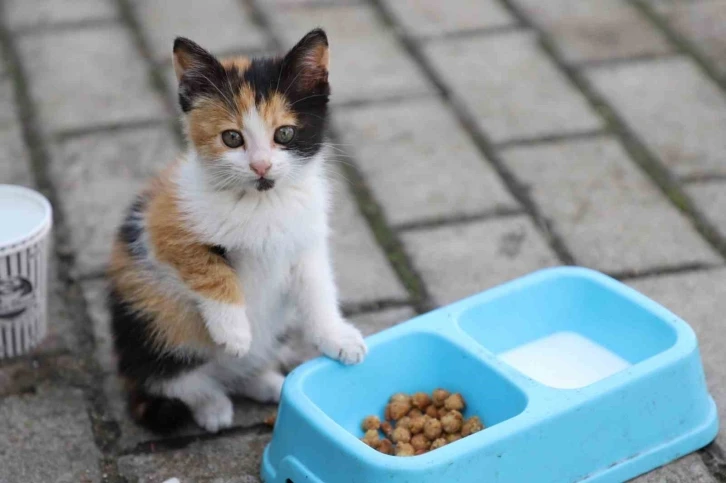 Yemek artıkları ile sokak hayvanlarına özel mama ürettiler
