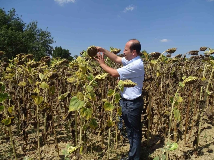 Yerli Hibrit Tohum Tekirdağ’da yeşeriyor
