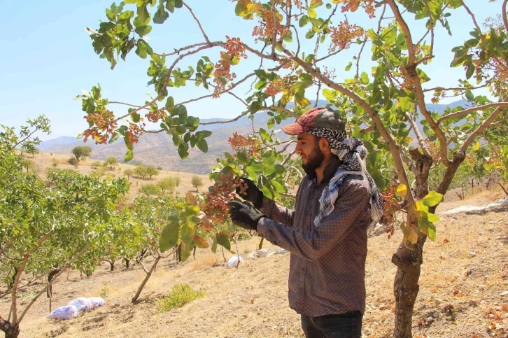 ‘Yeşil altın’ da yılın ilk hasadına başlandı
