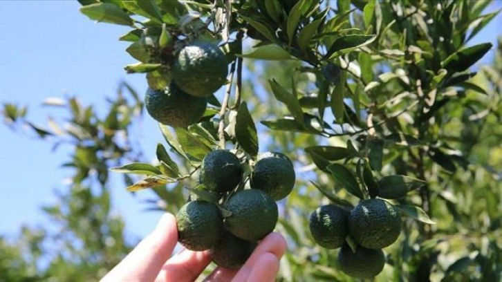 Yeşil Bodrum mandalinası yiyecek ve içeceklere tat veriyor