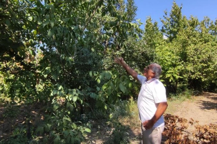 Yetiştirdiği cevizleri toplamak nasip olmadı..Çuval çuval çaldılar