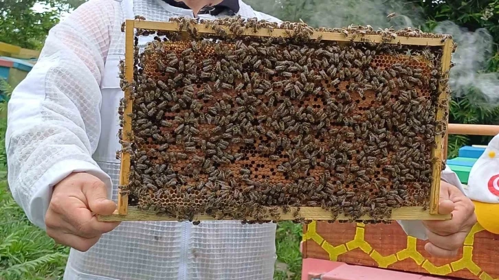 Yığılca arısına dünya arıcılarından yoğun talep
