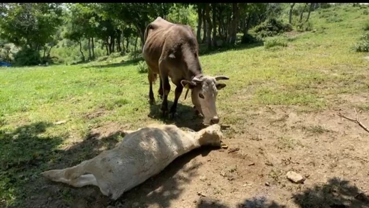 Yıldırım çarpan yavrusunun başından bira n olsun ayrılmıyor
