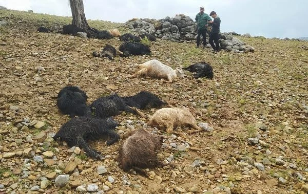 Yıldırım düştü, 16 küçükbaş öldü