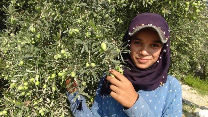 Yılın ilk zeytin hasadı Silifke’de başladı
