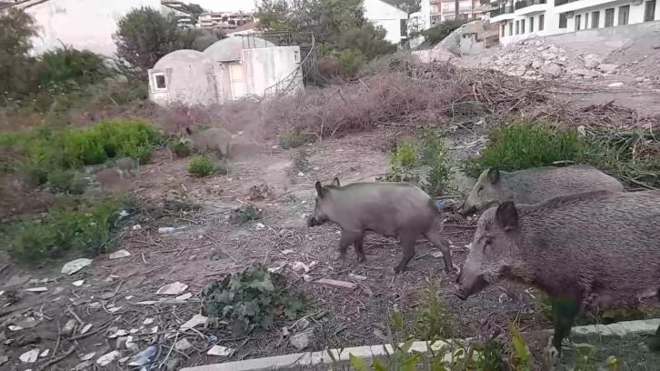 Yiyecek bulmakta zorlanan domuz sürüsü gündüz vakti şehre indi
