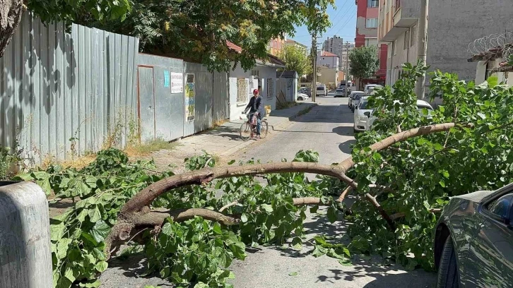 Yola devrilen ağaç korkuttu
