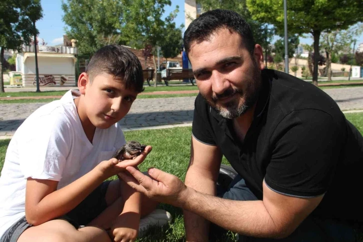 Yolda buldukları yaralı Ebabil kuşunu tedavi edip HAYDİ ekiplerine teslim ettiler
