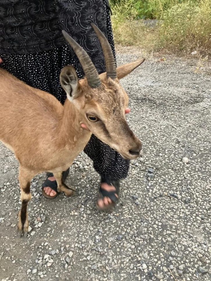 Yolunu şaşıran dağ keçisini köylüler buldu
