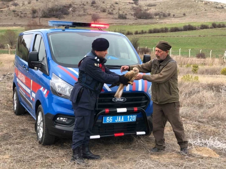 Yozgat’ta jandarmanın bulduğu yaralı kızıl şahin tedaviye alındı
