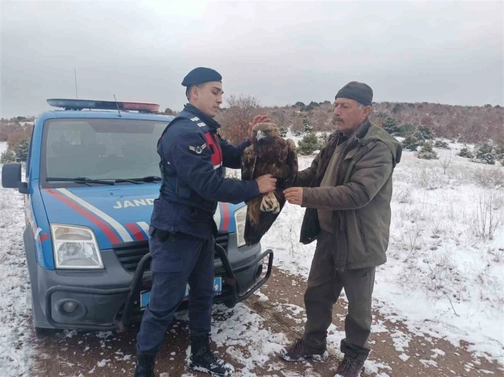 Yozgat’ta jandarmanın bulduğu yaralı şah kartalı tedaviye alındı
