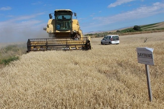 Yozgat’ta yerli çeşit arpa hasadı yapıldı
