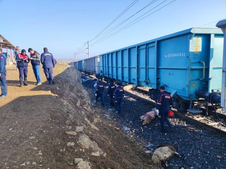 Yük treni sürüye çarptı: Çoban öldü, 30 koyun telef oldu
