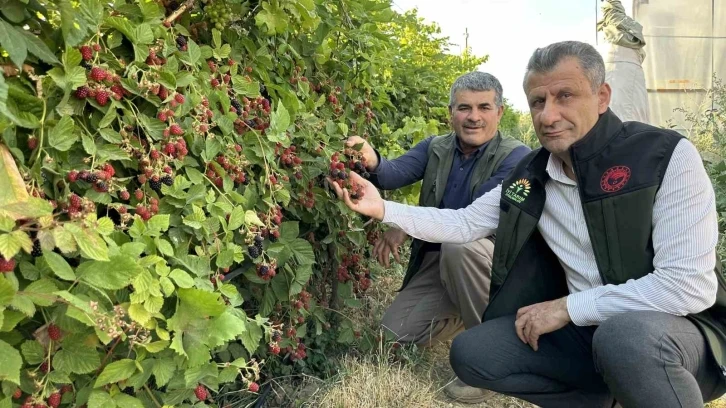 Yüksekova’da böğürtlen bereketi
