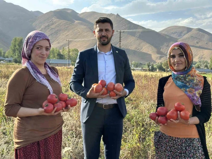 Yüksekova’da domates hasadına başlandı
