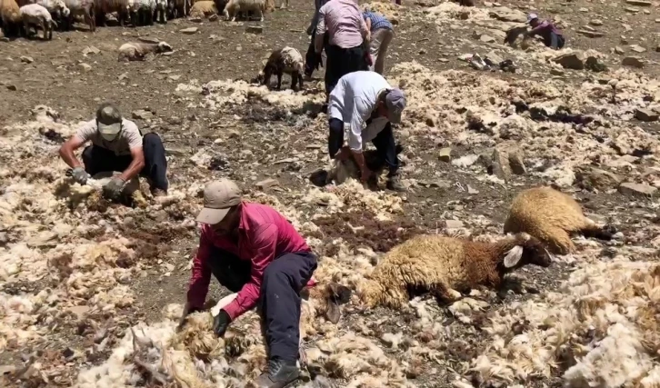 Yüksekova’da imece usulü koyun kırkma
