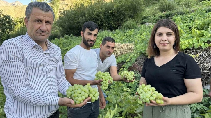 Yüksekova’nın yerli üzümünün bereketi yüz güldürüyor
