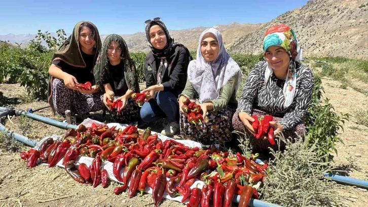 Yüksekovalı kadınlar biber hasadına başladı
