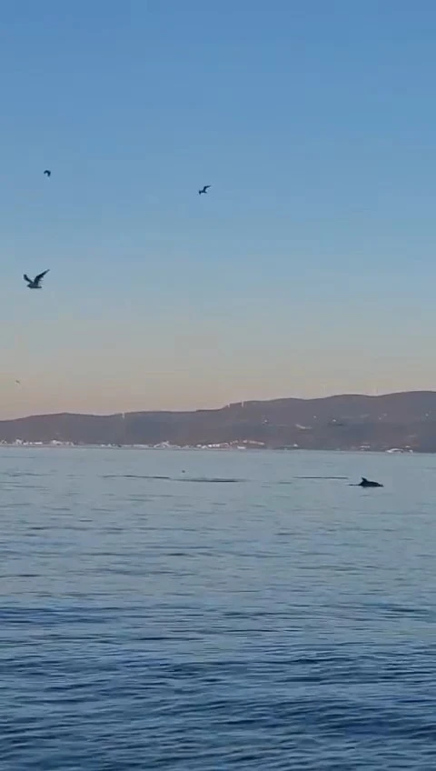 Yunus balıklarının dansı kamerada
