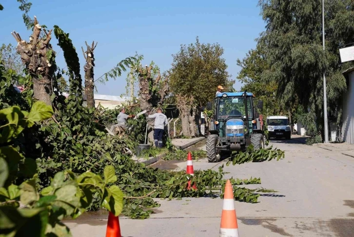 Yunusemre’de budanan ağaçlar ihtiyaç sahiplerine yakacak olacak
