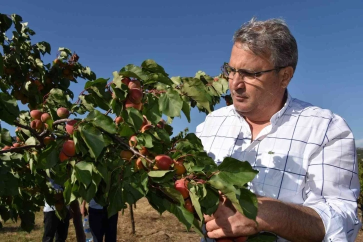 Yunusemre’de meyve bahçeleri ürün veriyor
