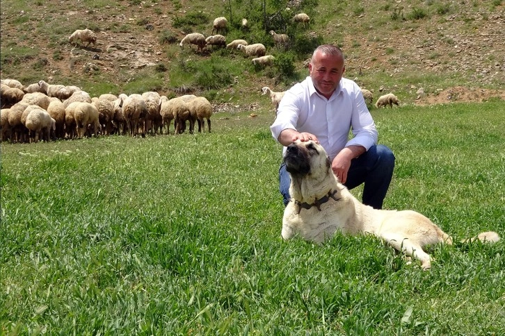 Yurt dışının stres ve iş yoğunluğundan bunalan gurbetçi, 22 yıl sonra köyünde hayvancılığa başladı