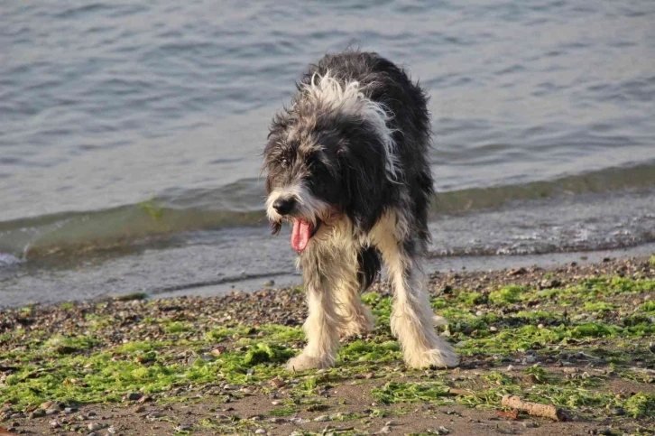 ’Yürüyemeyecek’ denilen köpeği kredi çekerek ayağa kaldırdı
